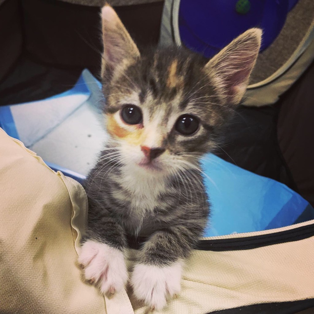 An adorable torbie kitten with huge ears and big eyes stands with her white paws propped on a canvas surface, looking very serious and pleading.