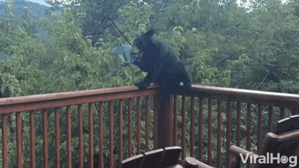 A bear cub sits on a railing and eats seeds out of a bird feeder.