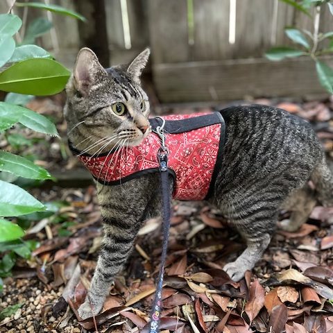 A tabby cat in a red paisley harness looks around alertly for the source of the tweets