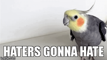 A cockatiel pecks on a shelf happily. Text: HATERS GONNA HATE