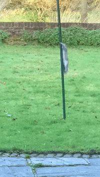 A squirrel valiantly tries to climb a pole to get to the feeder on top, then slides down slowly.