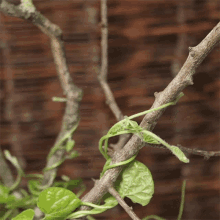 Timelapse of vines coiling around a branch.