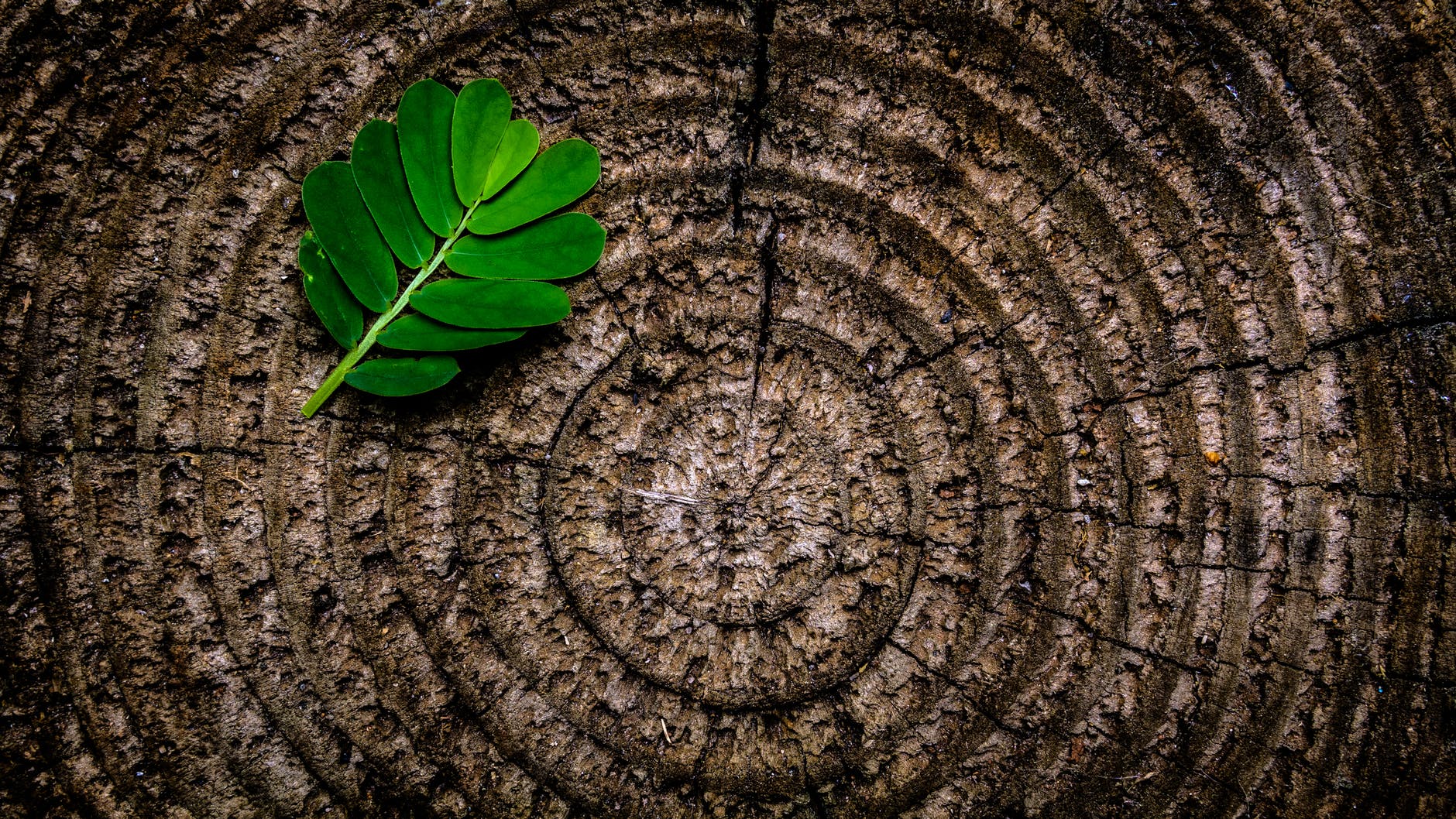 A green, lobed leaf sits atop a cross-section of a tree showing many rings of growth.