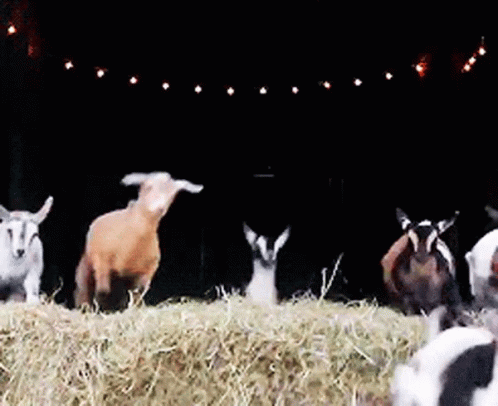 four, five, SIX baby goats jumping over a bale of hay on their way somewhere in a hurry!