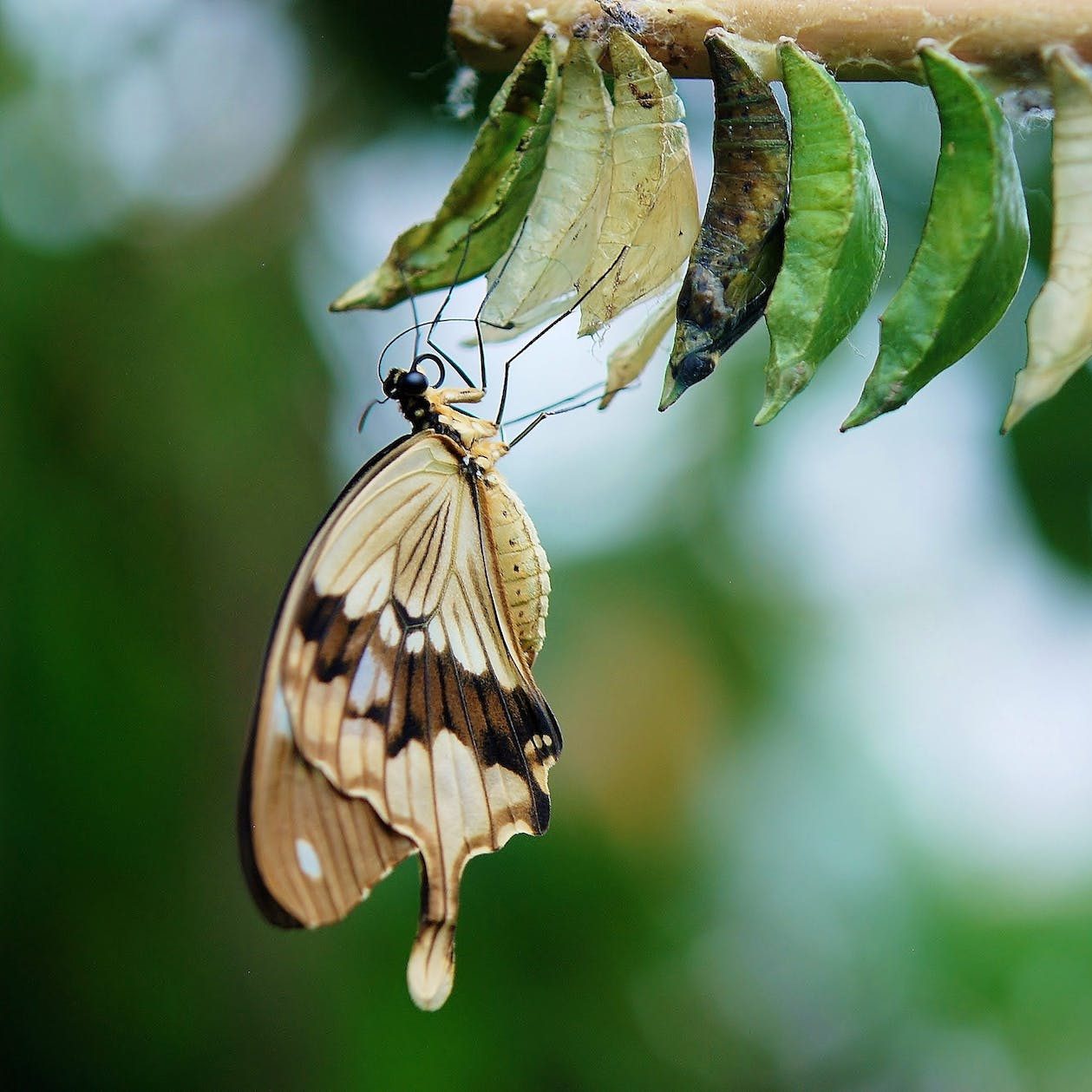 A new butterfly hangs upside down from its chrysalis, with other chrysalises waiting their turn.