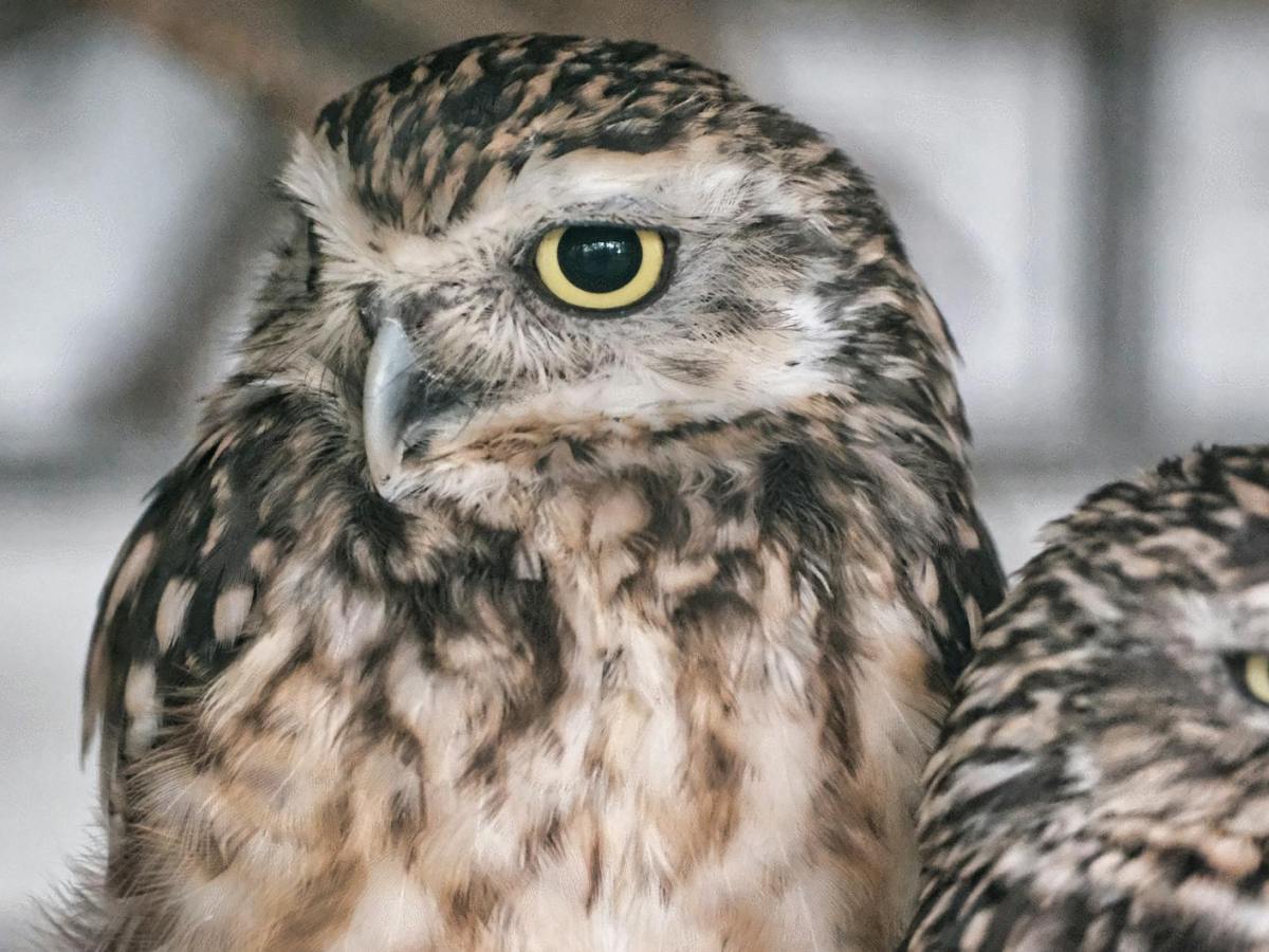 We Are Not Alone: More City Owl Authors Speak&nbsp;Out